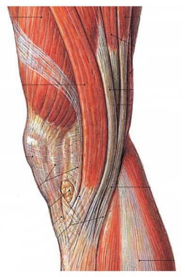 Auf das Kniegelenk wirkende Muskeln Mehrere Einteilungsmöglichkeiten: 1.