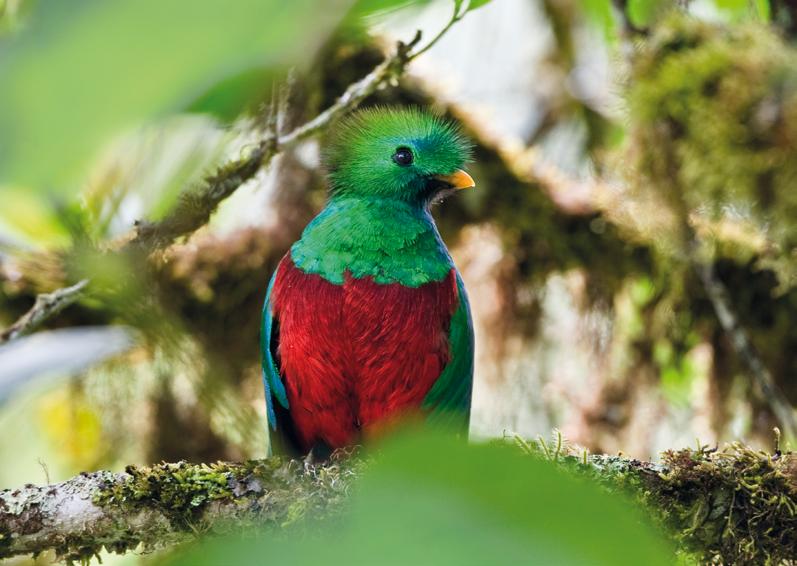 OroVerde Das Magazin für die Freunde der Tropenwälder Ausgabe 2018 Botschafter Faszinierende Arten des Tropenwaldes Sarayaku kämpft für Lebende Wälder - Seite 4
