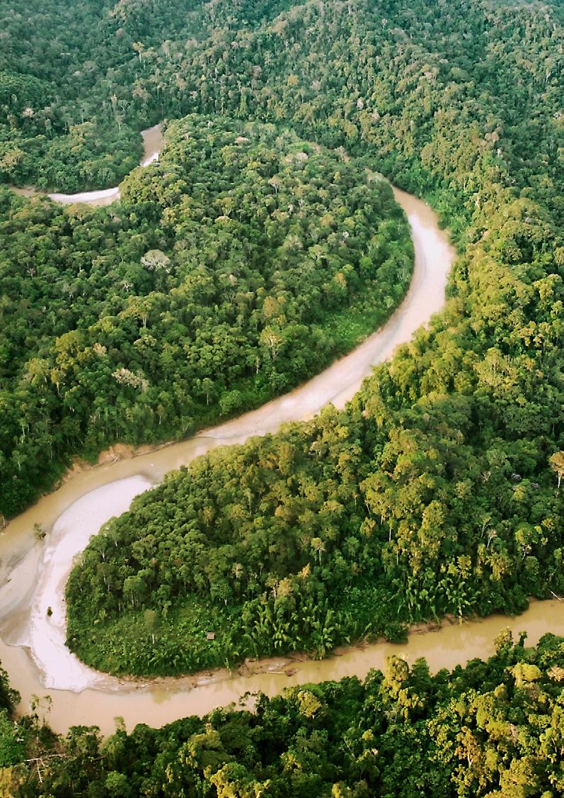 PROJEKTE IN DEN TROPEN Projekte in den Tropen Pilotprojekte im Regenwald Sarayaku kämpft für Lebende Wälder weltweit Üblicherweise läuft internationaler Naturschutz meist in eine Richtung: