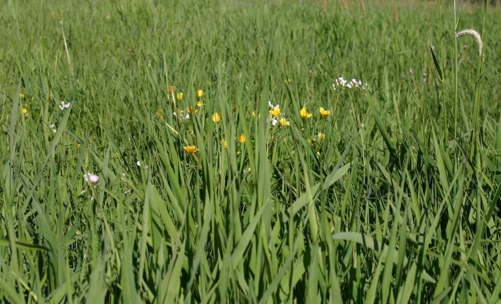 Phosphor- Futterqualität und Kaliumdüngung und Pflanzenbestand auf Grünland Futterqualität von Silagen von alten gedüngten Grasnarben,