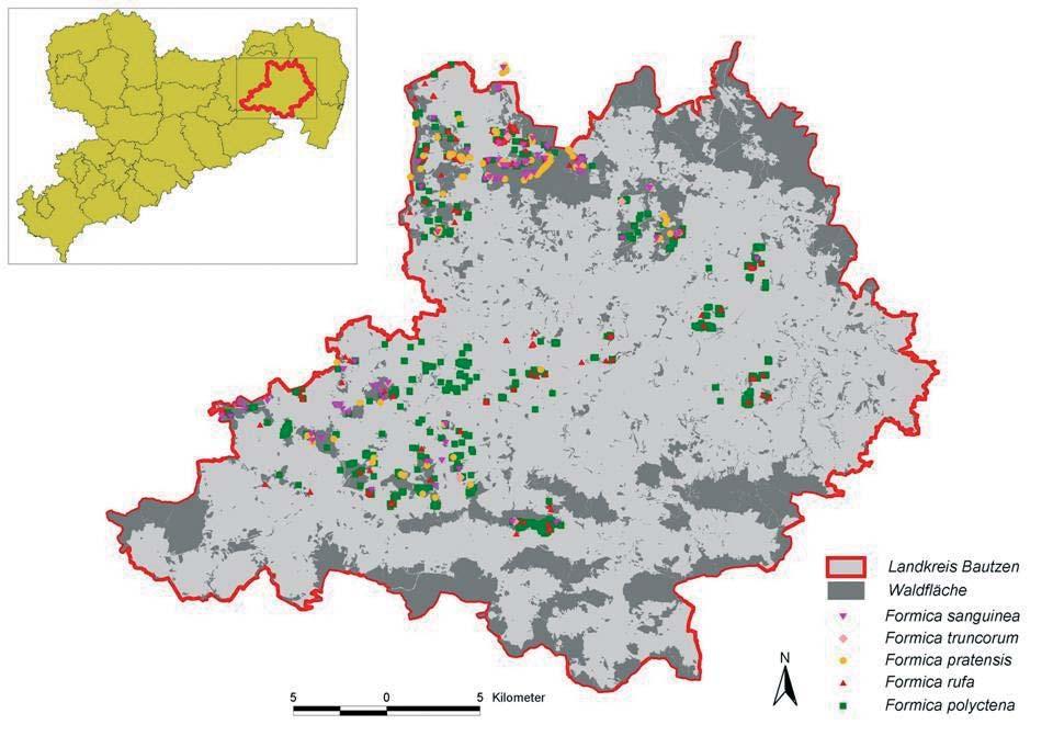 4. Ergebnisse und Diskussion 4.1 Artenspektrum, Besiedlungsdichte und Artverteilung Von den rd. 24.000 ha Gesamtwaldfläche des Landkreises konnten bisher 30% bearbeitet werden.