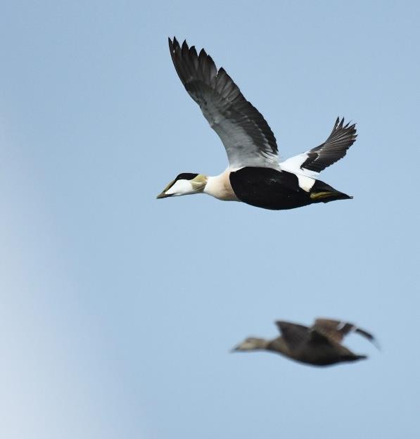 27.04. Am letzten Tag zeigten sich endlich die ersten, winzigen Kiebitzküken!