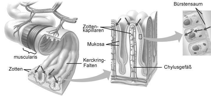 2 1 - Einleitung Abbildung 1-1: Aufbau des menschlichen Jejunums http://user.meduni-graz.at/helmut.hinghofer-szalkay/small_intestine.jpg (11.10.
