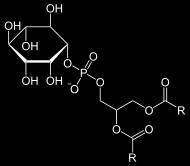 Glycerophosphatidylethanolamin (PE) neutral