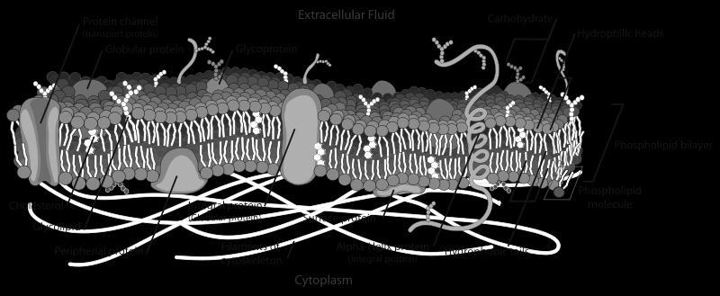 24 1 - Einleitung Abbildung 1-11: Schema einer Biomembran nach Unwin und Henderson (1975) http://cellbiology.med.unsw.edu.au/units/images/cell_membrane.png (21.11.2012) Die Phospholipiddoppelschicht ist so angeordnet, dass die hydrophilen Kopfgruppen (hydrophilic heads) zum Extrazellularraum (extracellular fluid) bzw.