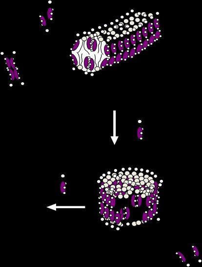 1 - Einleitung 25 PL A Gallensalz B Abbildung 1-12: Schematische Mischmizellbildung von Gallensalzen und Phospholipiden (Schubert 2003) Gallensalze assemblieren sich mit PL-Molekülen zu Wurmmizellen