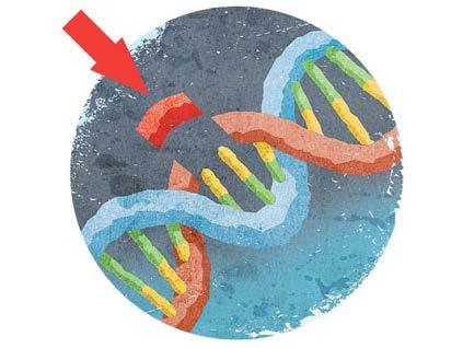 NEUE GENTECHNIKMETHODEN Gentechnik alt Kontrolle über transferiertes DNA Material Trans Gene in