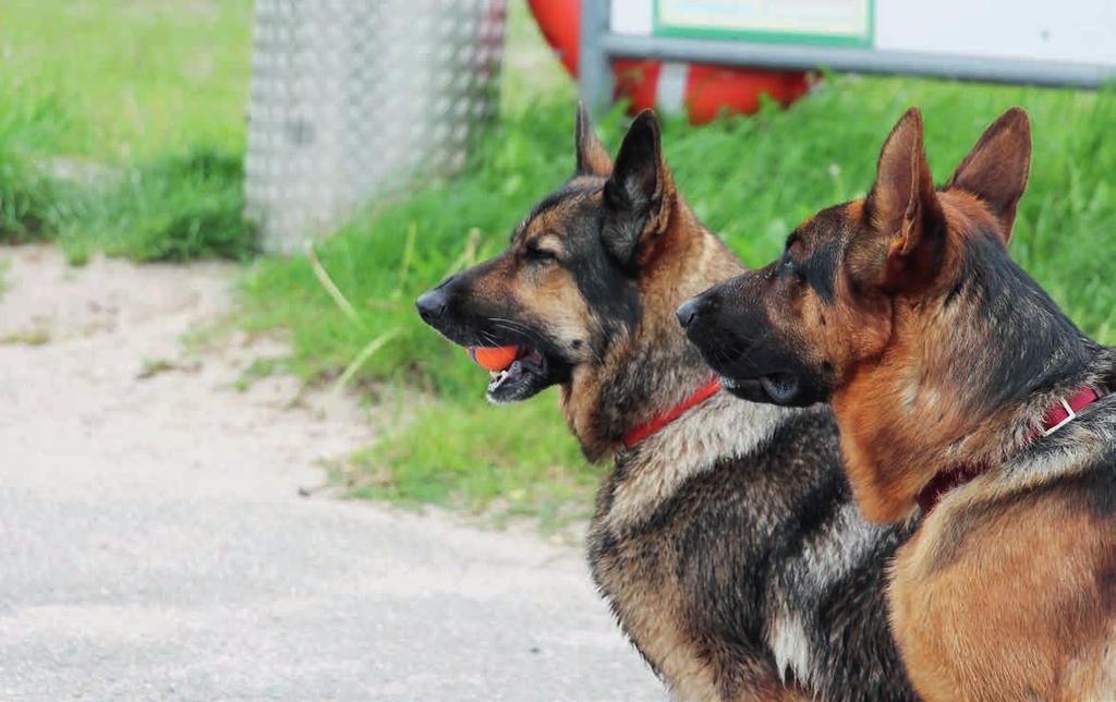 Abfuhrtermine Januar - Juni 2015 Markt Großlangheim 2 6:00 h Am Abfuhrtag die Tonnen und Gelben Säcke bitte bis spätestens 6 Uhr zur Leerung bereitstellen. S 0800 0003874 * kostenfrei aus d. dt.