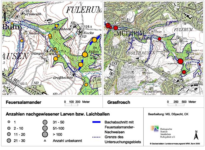 Abbildung 43: Verteilung der Feuersalamander- und Grasfrosch-Laichpopulationen im NSG Rumbachtal. Bei den Feuersalamandern wurden die Larven, bei den Grasfröschen die Laichballen gezählt.