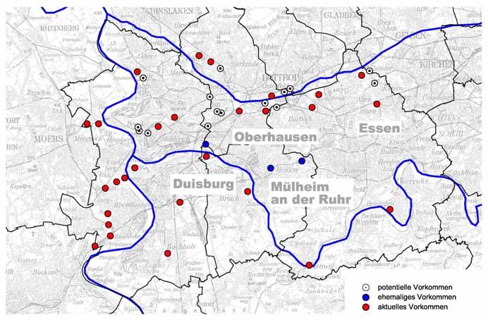 So konnte sie auch das Ruhrgebiet erobern und wurde zum charakteristischen Wirbeltier der Industriebrachen. Abbildung 64: Kreuzkröten auf einer Schlackenfläche.
