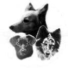 Zuchtordnung 1 Zweck Die Zuchtordnung regelt den Einsatz geeigneter Hunde für die Zucht garantiert den Schutz der Zuchthunde vor Ausnutzung ein artgerechtes Aufwachsen der Welpen und die Kontrolle