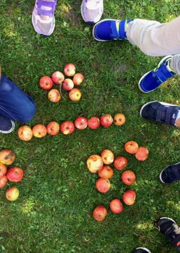 Sortenbestimmung in Kindersprache Wir haben in unserem Schulgarten sechs verschiedene Sorten von Apfelbäumen.