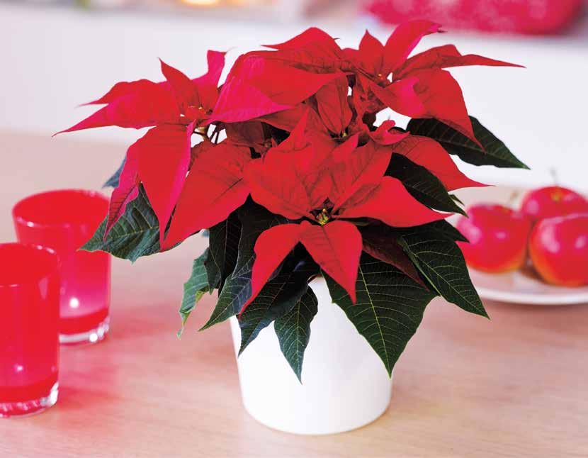 Weihnachtsstern Euphorbia pulcherrima Rot oder rot-weiß, Topf-Ø 10,5 cm, ohne Übertopf, 1. 99 3 5. 00 Hallo Kinder!