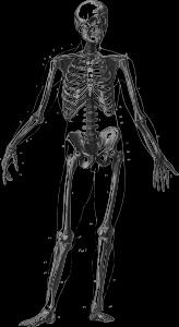 Aufgabe 3 Eine wichtige Aufgabe des Knochengerüstes ist es, empfindliche Körperorgane zu schützen. Nenne zwei Beispiele (mit Angabe des Namens der Knochen und der Organe). 1. 2.