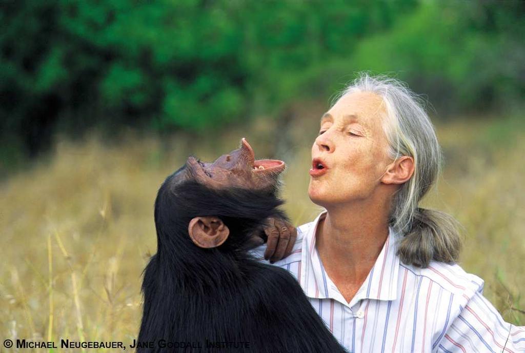 Unterrichtsmaterial für Unterstufenlehrer Teil C: Forschung Seite 3 2) Die drei Affenforscherinnen und Frans de Waal Jane Goodall Schimpansen Die gebürtige Britin Jane Goodall begann 1960, das