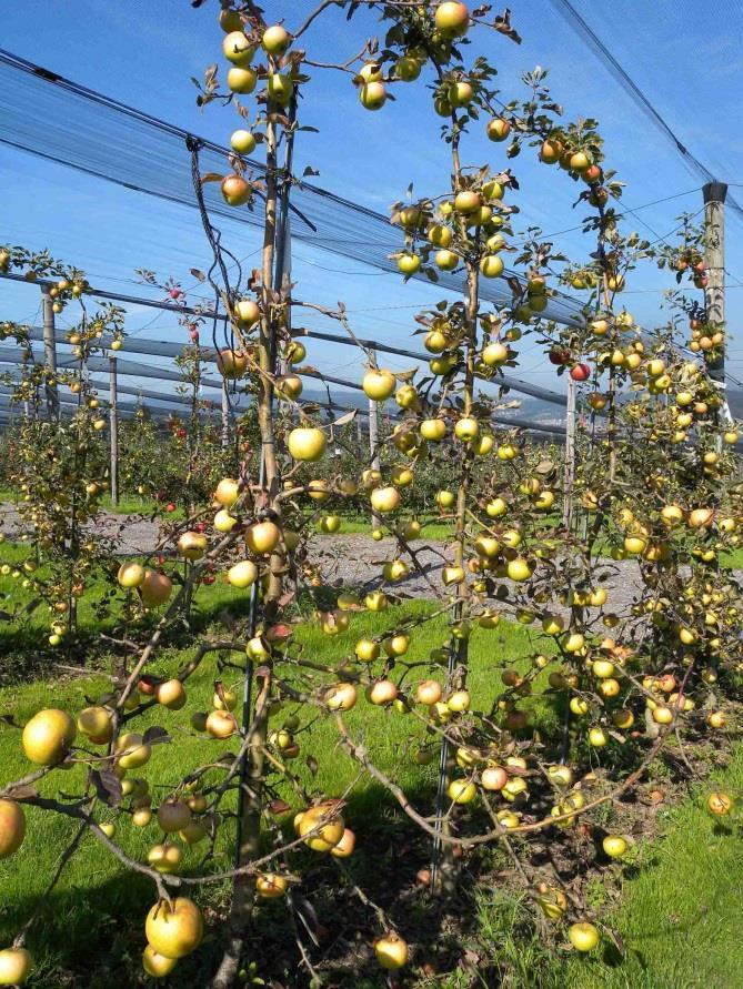 Apfelbäume in einer Niederstammanlage mit Marssonina-Befall