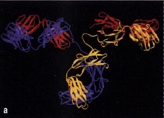 90 Figuren Figur 2: Struktur eines Antikörpermoleküls