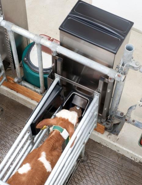 Kraftfutterautomat Abtränken entsprechend der Pansenentwicklung tierindividuelle Anpassung der Tränkedauer Einsparung von Futterkosten bei Kälbern mit frühzeitiger Pansenentwicklung rationierte