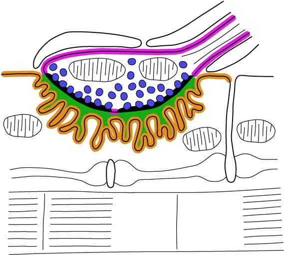 Spine oder Schaft, axoaxonisch: Postsynapse = Bouton postsynaptische Verdichtung: Typ Gray I = erregend; ohne Verdichtung: Typ Gray II = heend neurouskulär tt Motoneuron Schwann-Zellen Basallaina