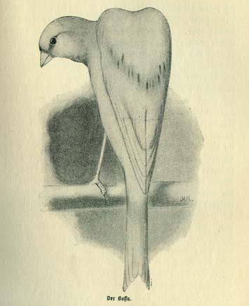 Auch Aschenbrenner geht in seinem Büchlein Der Farbenund Gestalts-Kanarienvogel mit keinem Wort auf die Historie des Bossu ein, führt allerdings auch die Namen Genter, Brüsseler und Brabanter auf.