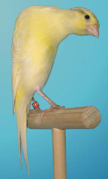 Beschreibung und Merkmale der Rasse Bossu Belge der ganz normalen vogeltypischen Haltung die Kopfhaltung ähnelt der eines Farbenkanarienvogels, nur noch leicht gewinkelte Sitzhaltung.