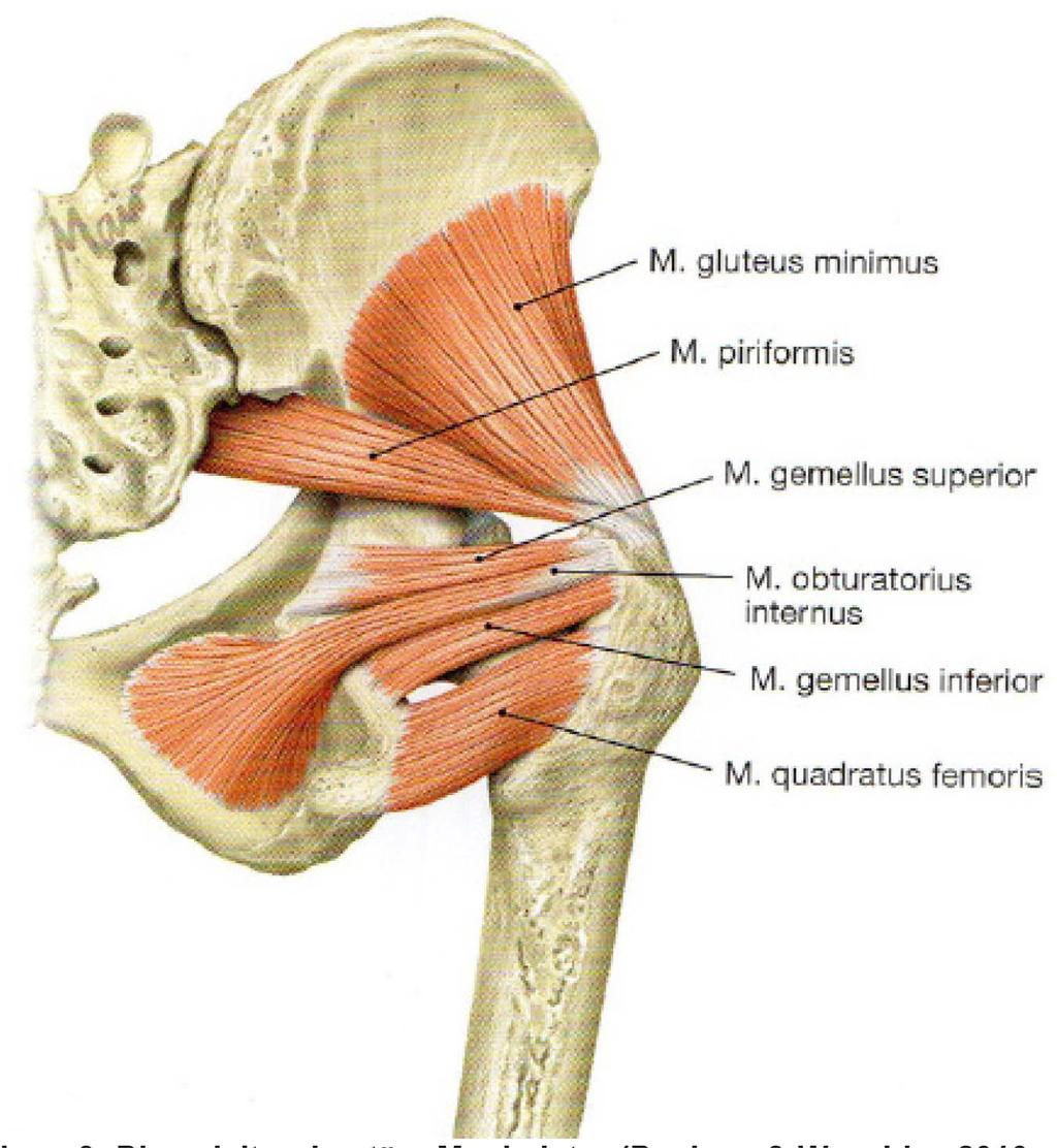 Abbildung 3: Die pelvitrochantäre Muskulatur (Paulson & Waschke, 2010, p. 306) 1.1.3.1.3 Die ischiokrurale Muskulatur Die Muskeln dieser Gruppe ziehen vom Os ischii, dem Sitzbein, bis an das Crus, den Unterschenkel.
