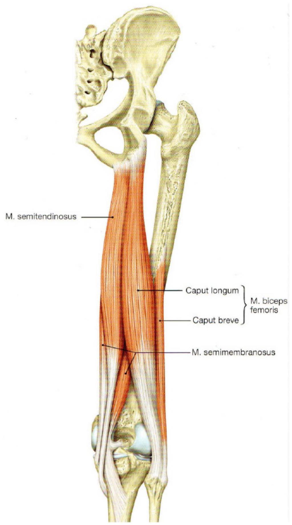 Abbildung 4: Die ischiokruale Muskulatur aus (Paulson & Waschke, 2010, p. 306) 1.1.3.1.4 Der Triceps surae Der Triceps surae besteht aus den zwei Köpfen des M. gastrocnemius und dem M. soleus.