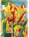 12 Artist Viridiflora Tulpen