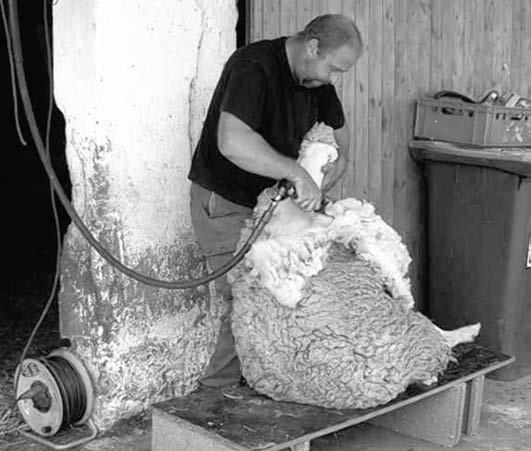 Verein für Heimatpflege Epfenbach Besuch beim Schäfer Das Schaf hatte sicher aufgeatmet, als ihm die dicke Wolle abgeschoren wurde. Bei der Hitze!
