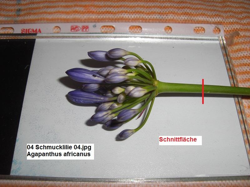 Schmucklilie oder Liebesblume() Fotos aus unserem Vorgarten 1. Arbeitsanleitung W3A 1. Frische Stängel in AFE gelegt 1 Tag. 2.