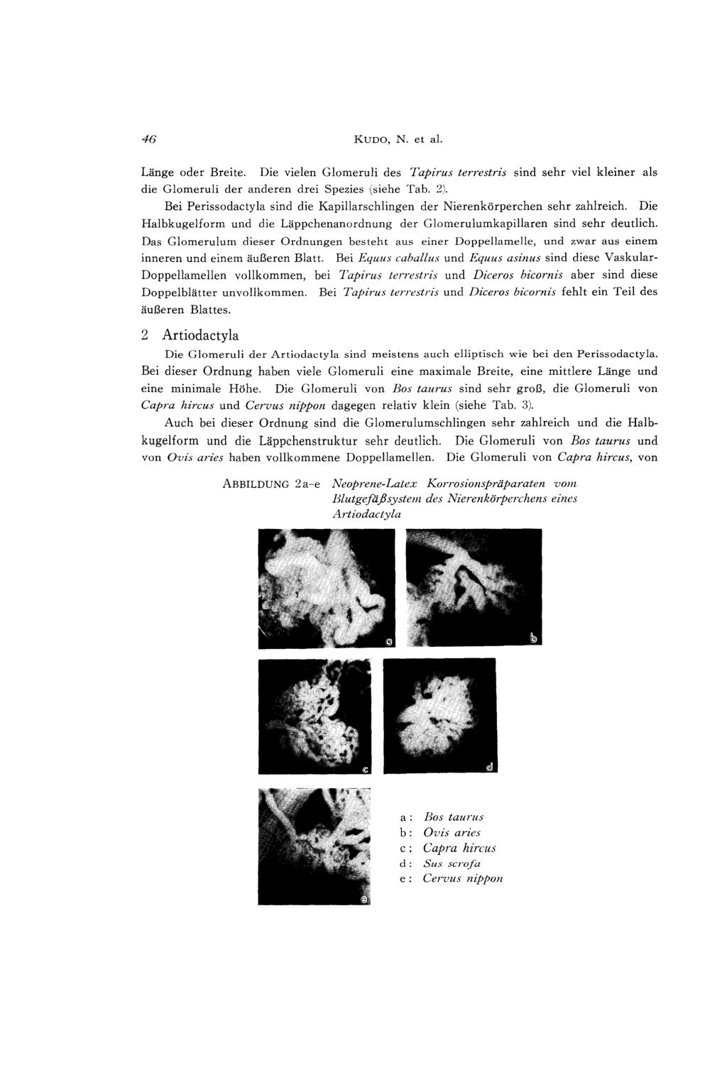 46 KUDO, N. et al. Länge oder Breite. Die vielen Glomeruli des Tapirus terrestris sind sehr viel kleiner als die Glomeruli der anderen drei Spezies (siehe Tab. 2).