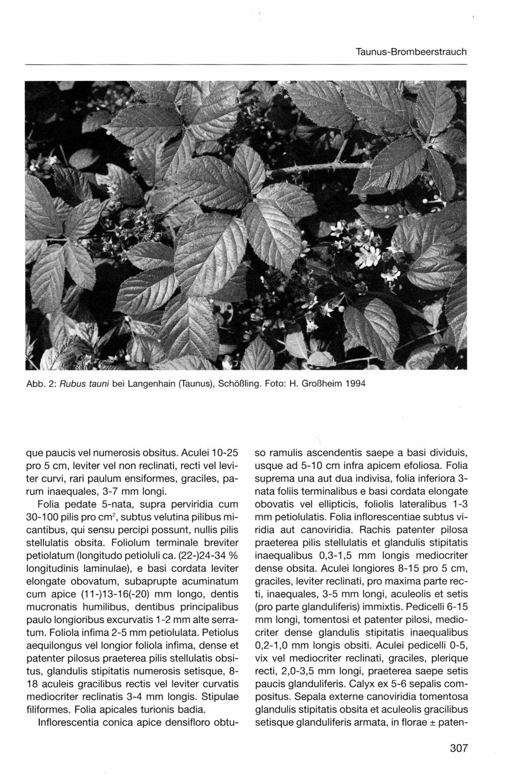 Taunus-Brombeerstrauch Abb. 2: Rubus teuni bei Langenhain (Taunus),Schößling. Foto: H. Großheim 1994 que paucis vel numerosis obsitus.