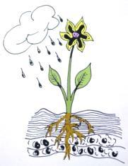 33 Pflanzenkörper Blüte Fortpflanzung Spross Blätter Herstellung von Traubenzucker (Fotosynthese) Stängel / Stamm Transport Wurzel Aufnahme von Wasser und Mineralsalzen Speicherung von Stoffen