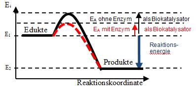 Substratspezifität: nur ein bestimmtes Substrat wird umgesetzt Benennung: -ase Wirkspezifität: nur eine bestimmte Reaktion wird katalysiert Biokatalysator: verringert die Aktivierungsenergie (E A)