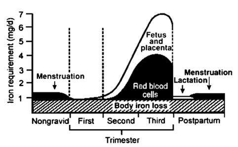 Eisenspeicher auf. (38) Die neonatalen Eisenspeicher werden zum Teil auch unmittelbar nach der Geburt, durch den Blutfluss von der Plazenta über die Nabelschnur, aufgefüllt.