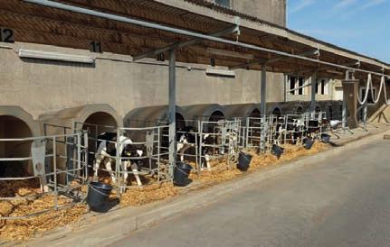 Pflanzenproduktion TIERRASSE Holstein ANZAHL MILCHKÜHE 360 ANZAHL KÄLBER PRO JAHR ca. 350 Nach 25 Jahren haben wir die Kälbertränkelinie ersetzt.