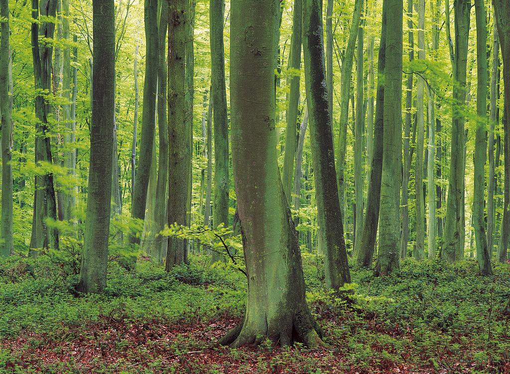 Eine neue effiziente Heizung spart in einem Jahr so viel CO2 ein, wie in 462m2 Wald