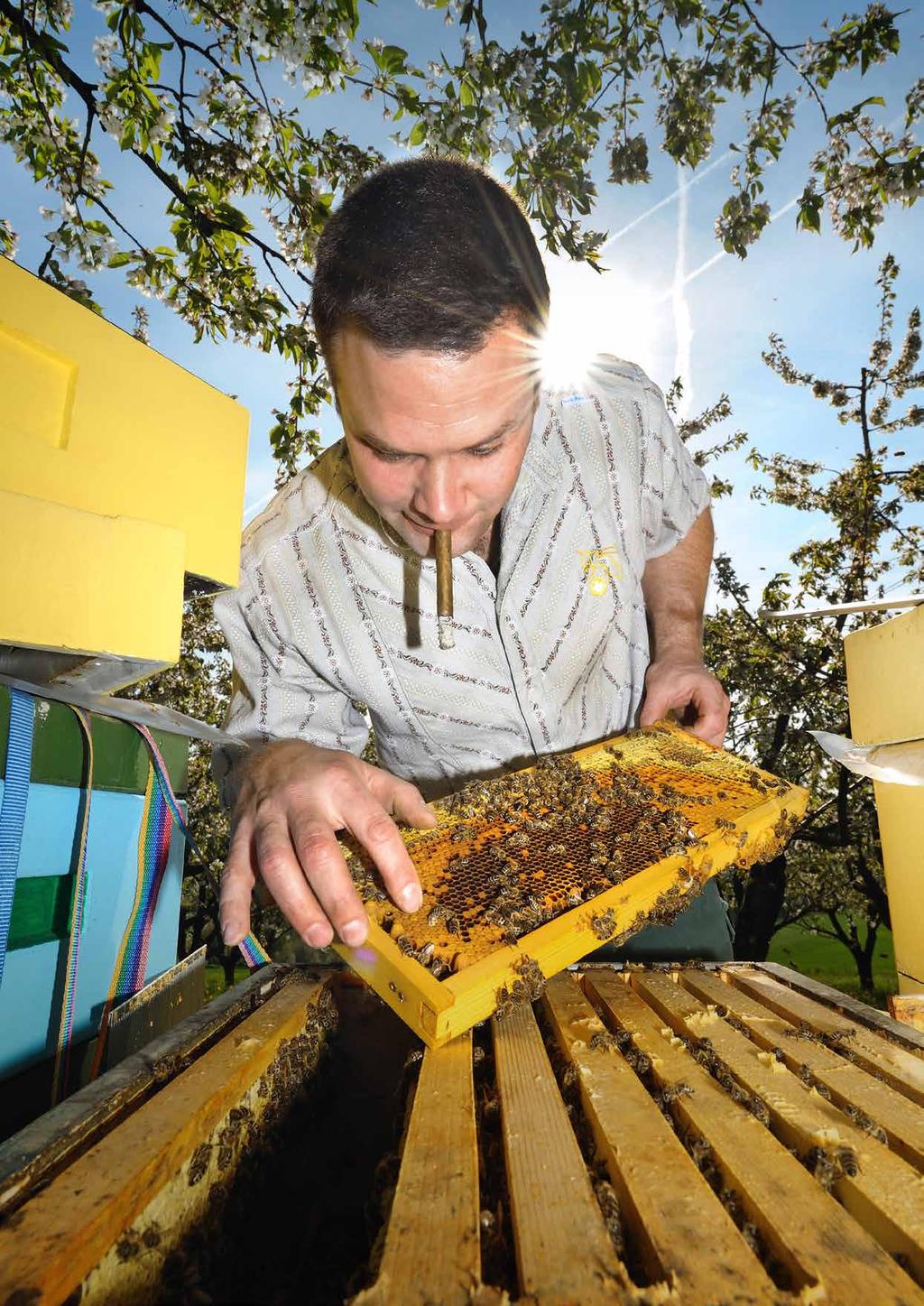 querverbund AUSGABE 1/2018 Honigsvoll Bienen sind für die Landwirtschaft enorm wichtig.