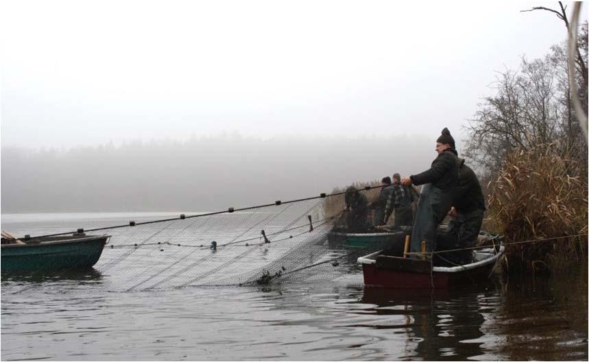 TF-Zander: Readaptation an natürliche Haltungsumwelt Wiederfänge Herbstabfischung 2012: 2011 mit 280 g
