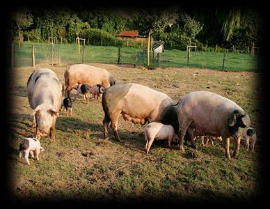 Schweinen Soja 100% Europa Herausforderungen Futter für