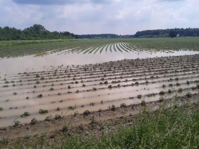 37 2.2.4 Kartoffeln So extreme Starkniederschläge und Überschwemmungen wie 2016 waren in Nordrhein-Westfalen neu, in einzelnen