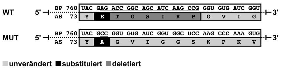Ergebnisse Ein genetisches Screening der erstgradigen Verwandtschaft ergibt weder bei den Eltern noch bei der dizygoten Zwillingsschwester eine Sequenzanomalie in PAX-2.