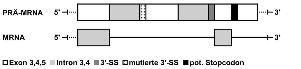 Diskussion 1.1.39 Mögliche Folgen von 954-2A>G Intron 3 des Wildtyps von PAX-2 zeigt konventionelle Spleißstellen entsprechend der GT-AG-Regel.