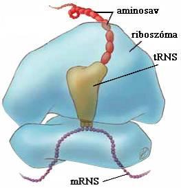 Ribosomale (r)rna 10.