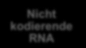 Typen von RNAs 6.