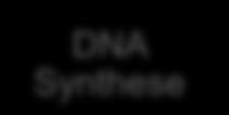3-6 DNA Synthese Export