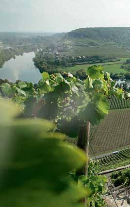 Wo die Weinberge zu unwegsam für Traktoren sind, kultivieren Winzer wie einst edle Weine in Handarbeit. Fünf der spektakulärsten Steillagen an Neckar, Zaber und Enz stellen wir hier vor.