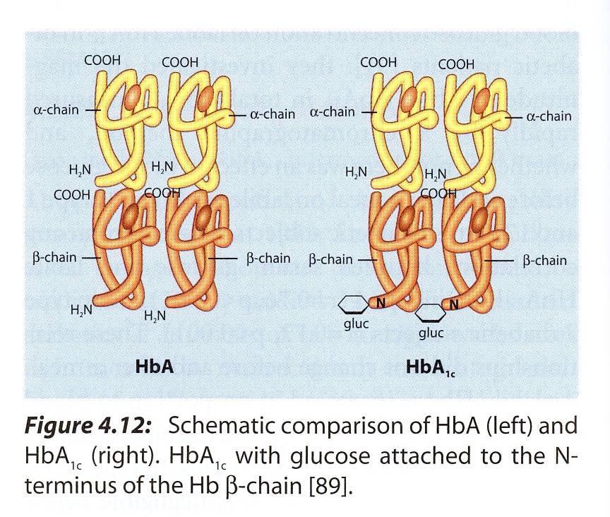 Diagnose-relevanter HbA1c-Glykierungsort IFCC-Name: N-(1-deoxyfructos-1yl)hämoglobin β-kette (DOF-Hb); neue