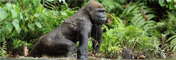 Seitdem die Gorillagruppen für den Tourismus zugänglich sind haben sich die Bestände deutlich erholt.