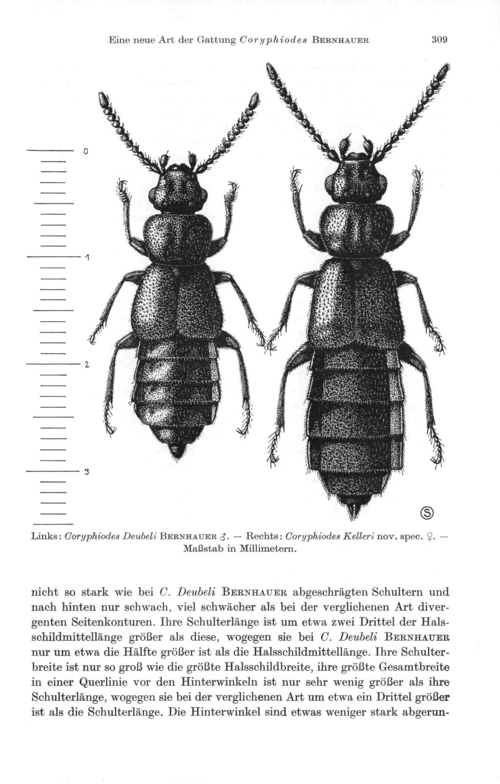 Eine neue Art der Gattung Coryphiodes BEBNHAUER 30» Links: Coryphiodes Deubeli BERNHAUER (J. Rechts: Coryphiodes Kelleri nov. spec. Ç. Maßstab in Millimetern. nicht so stark wie bei C.